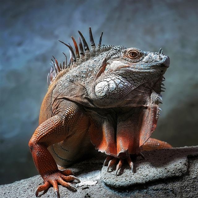 1024x1024 Lguana Reptile - reptile iPad Wallpaper