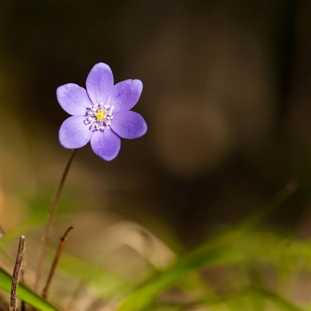 1024x1024 Violet flower - bokeh iPad Wallpaper