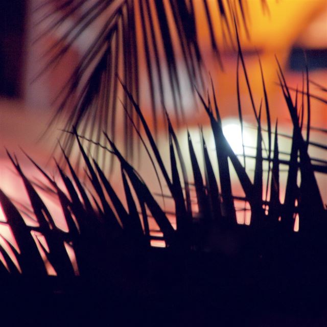 1024x1024 Palm Tree 2 - tree iPad Wallpaper