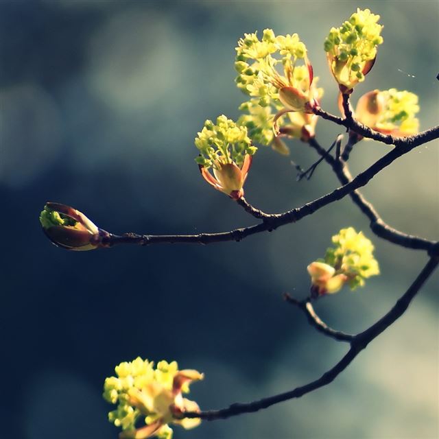 1024x1024 Blossom Twig 2 -  iPad Wallpaper