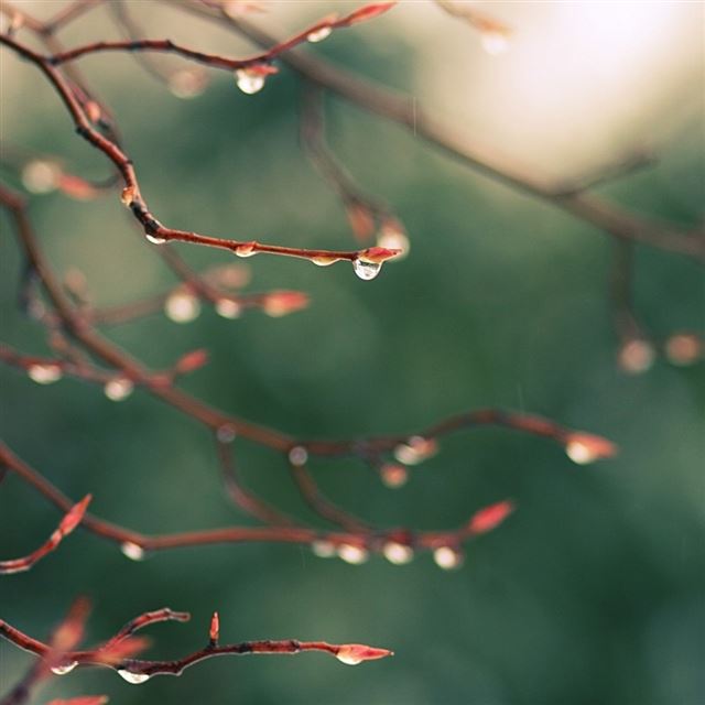 1024x1024 Water Drops Spring - spring iPad Wallpaper
