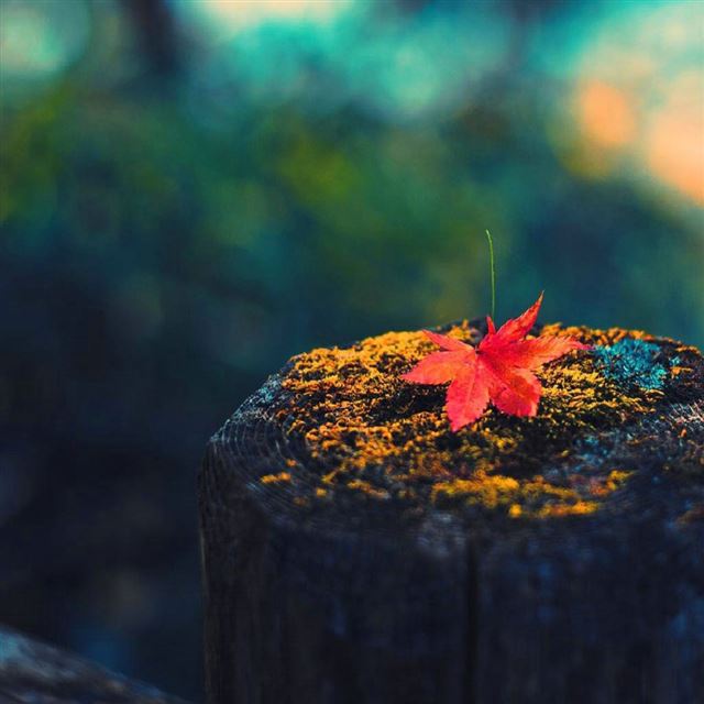1024x1024 Autumn leaves on the wooden pier - bokeh iPad Wallpaper