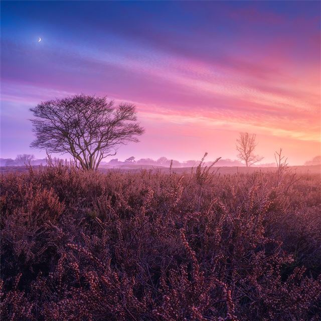 1024x1024 netherlands 4k - 4k iPad Wallpaper