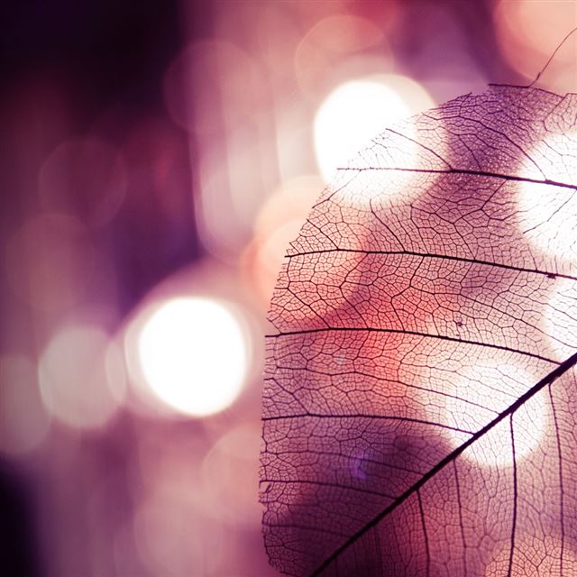 1024x1024 Leaf - leaf iPad Wallpaper