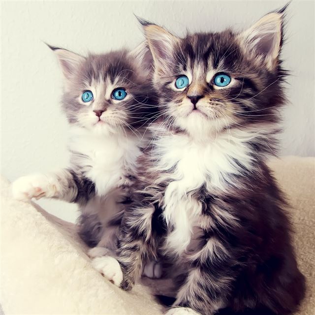 1024x1024 Cute Kittens -  iPad Wallpaper