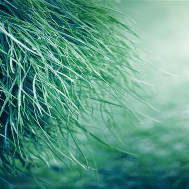 1024x1024 Pure Grass - grass iPad Wallpaper