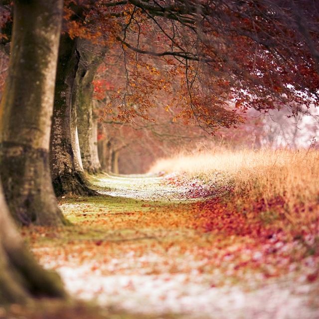 1024x1024 Beech Autumn Trees - trees iPad Wallpaper