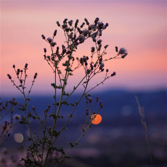 1024x1024 red sky sunset flare light plant blossom 4k - sunset iPad Wallpaper
