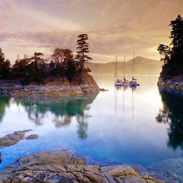 1024x1024 Curme Islands - tree iPad Wallpaper