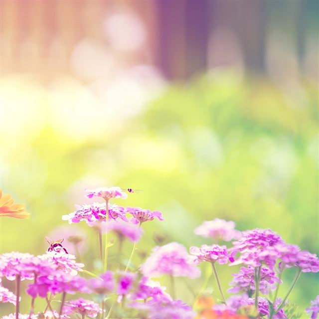 1024x1024 Marigold Lilac Purple Flowers - purple iPad Wallpaper