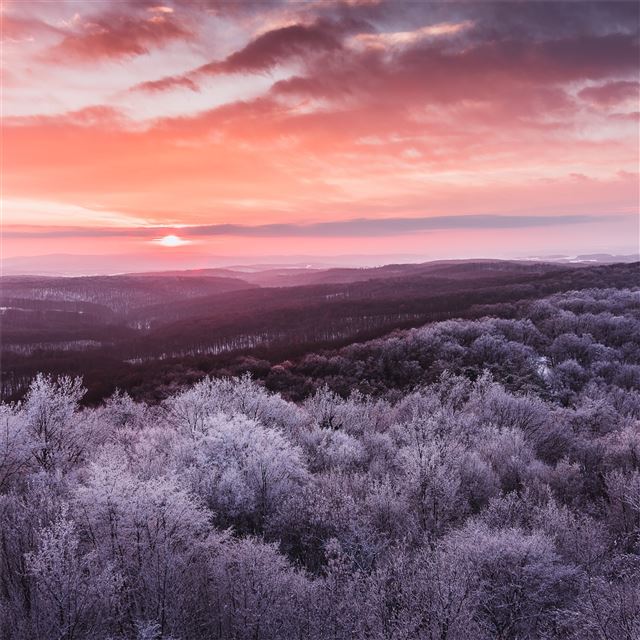 1024x1024 winter trees nature 5k - trees iPad Wallpaper