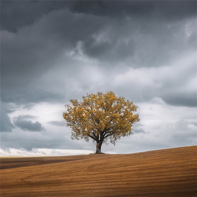 1024x1024 tree landscape 4k - tree iPad Wallpaper