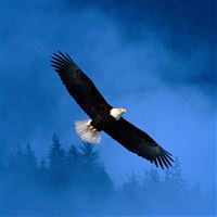 Flight Of Freedom Bald Eagle wallpaper