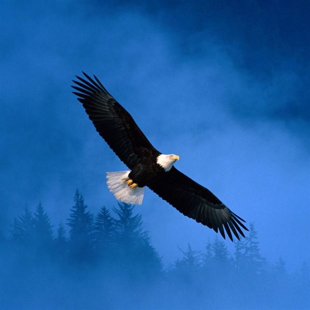 1024x1024 Flight Of Freedom Bald Eagle - tree iPad Wallpaper