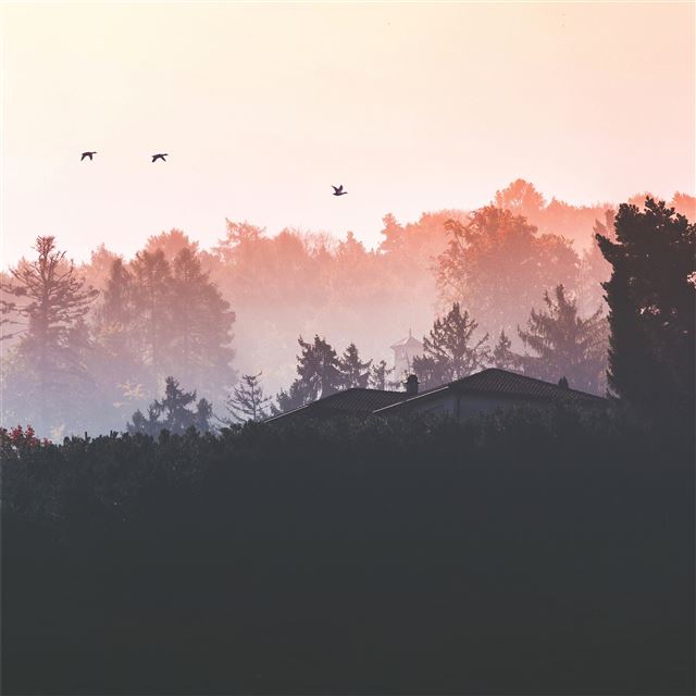 1024x1024 birds flying back home 4k - 4k iPad Wallpaper