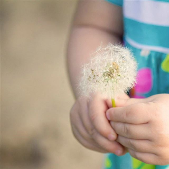 1024x1024 Dandelion - brown iPad Wallpaper