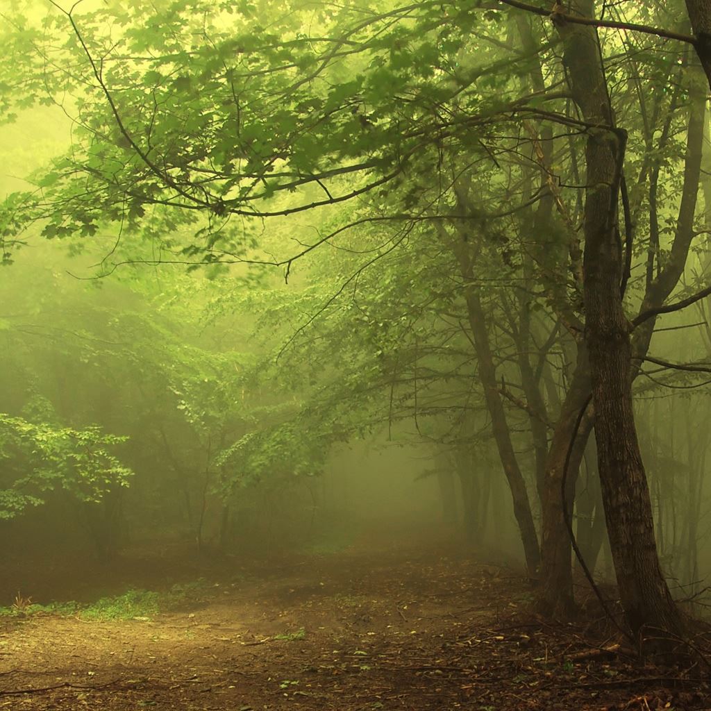 Dark Forest Photo