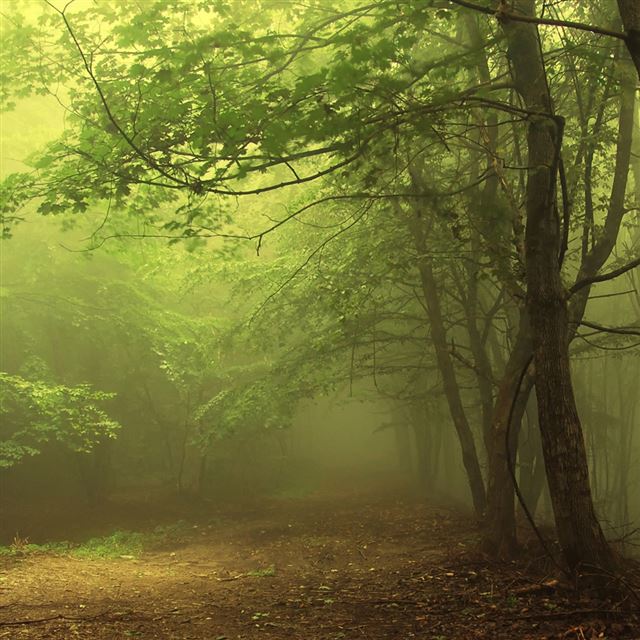 1024x1024 Dark Forest 3 - tree iPad Wallpaper