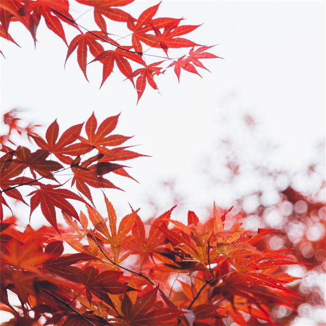 1024x1024 orange leaf tree 5k - trees iPad Wallpaper