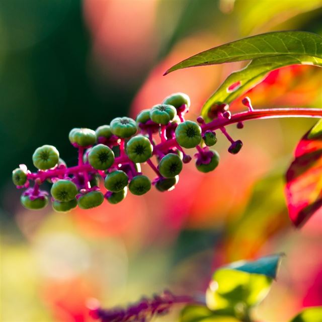 1024x1024 Green Seeds - fruit iPad Wallpaper