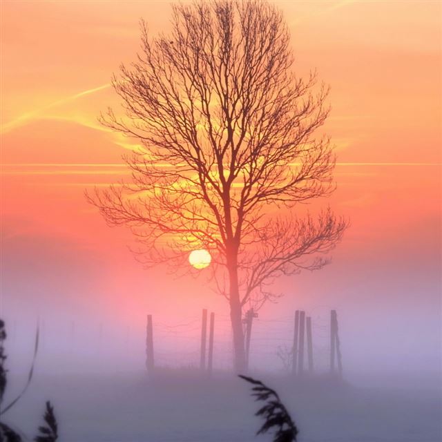 1024x1024 Sunset And Mist - tree iPad Wallpaper