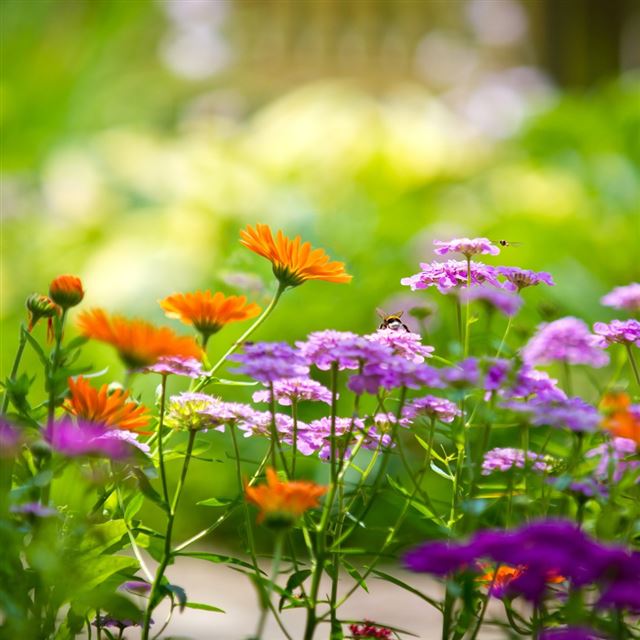 1024x1024 Flowers And Bumblebee - leaf iPad Wallpaper