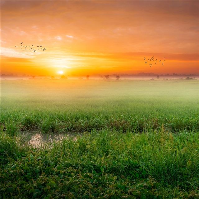 1024x1024 grass fog sunrise morning 4k - 4k iPad Wallpaper