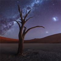 tree desert milky way 4k wallpaper