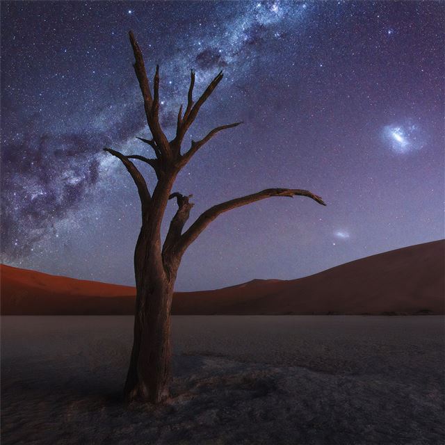 1024x1024 tree desert milky way 4k - desert iPad Wallpaper