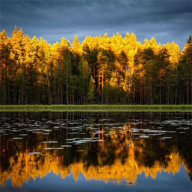1024x1024 yellow green leafaed trees 4k - trees iPad Wallpaper