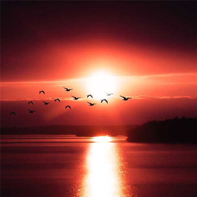 1024x1024 birds flying over body of water 4k - evening iPad Wallpaper
