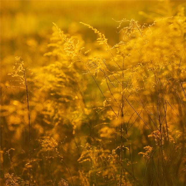 1024x1024 spring sunset 5k - 5k iPad Wallpaper