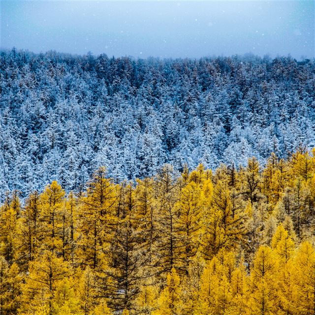 1024x1024 winter and autumn 5k - trees iPad Wallpaper
