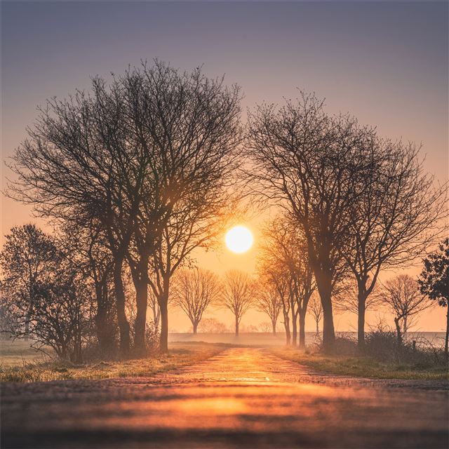 1024x1024 sunrises and sunsets trees sun fog 4k - trees iPad Wallpaper