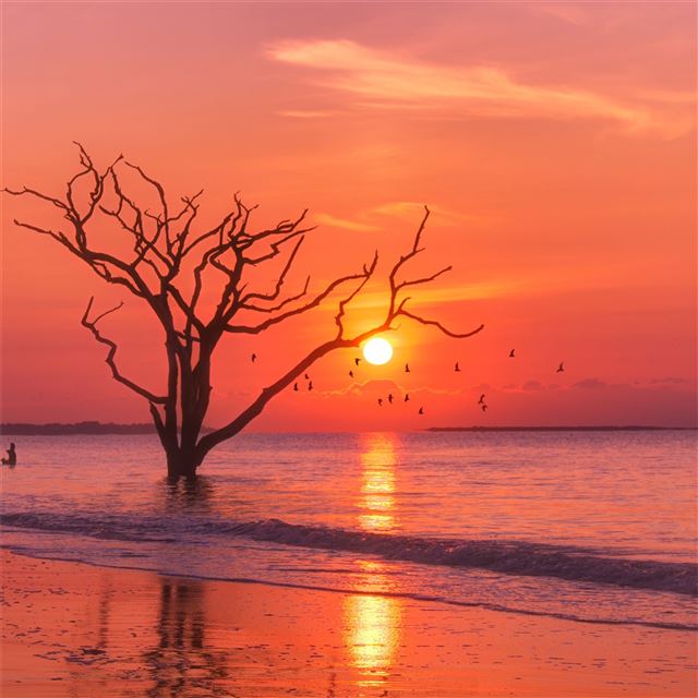 1024x1024 trees sunset birds water body 4k - evening iPad Wallpaper