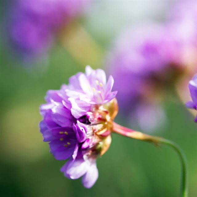 1024x1024 Purple Wildflower - yellow iPad Wallpaper