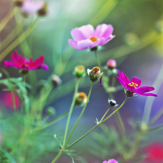 1024x1024 Amazing Flowers - yellow iPad Wallpaper