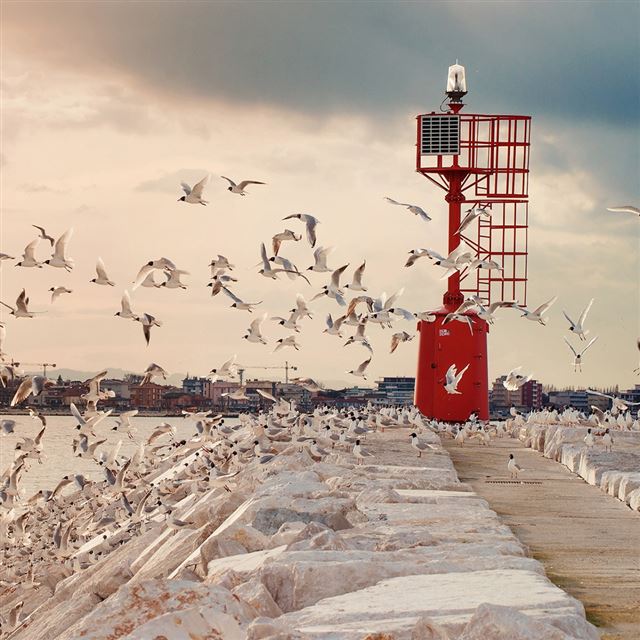1024x1024 Seagulls - stone iPad Wallpaper