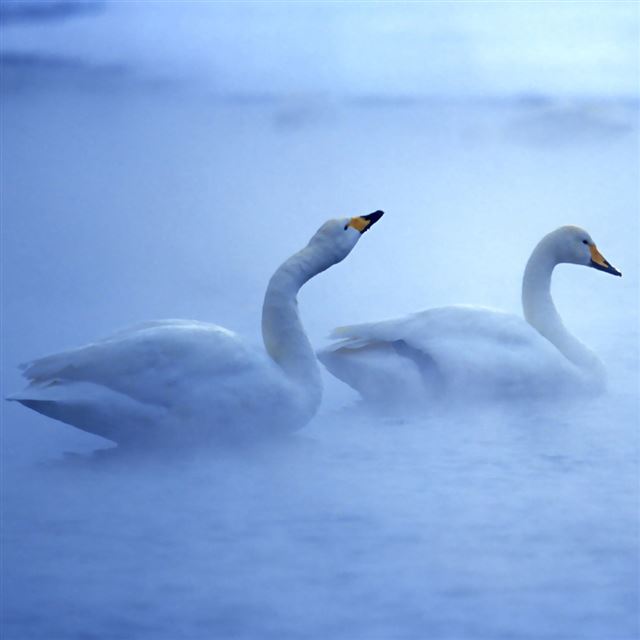 1024x1024 Lovely Swans - cyan iPad Wallpaper