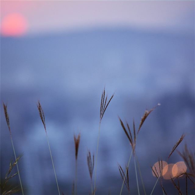 1024x1024 mountains plants sunset top view 5k - mountains iPad Wallpaper