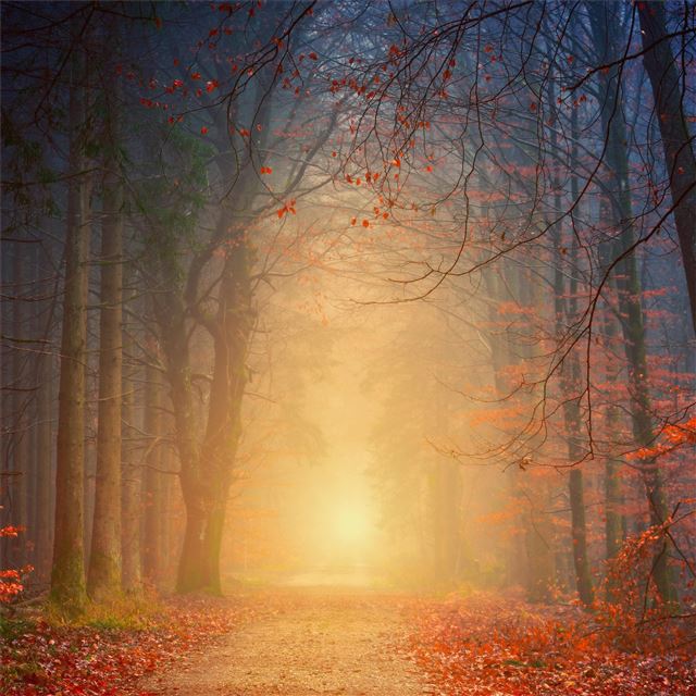 1024x1024 forest autumn 5k - 5k iPad Wallpaper