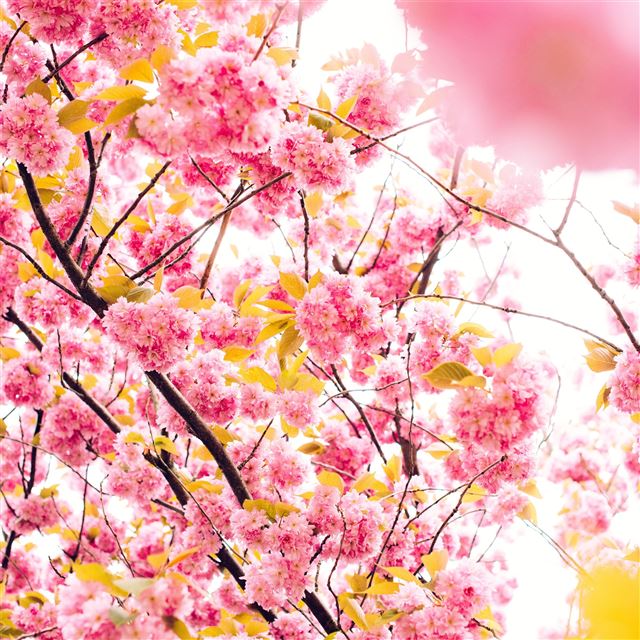 1024x1024 pink blossoming tree 8k - blossom iPad Wallpaper