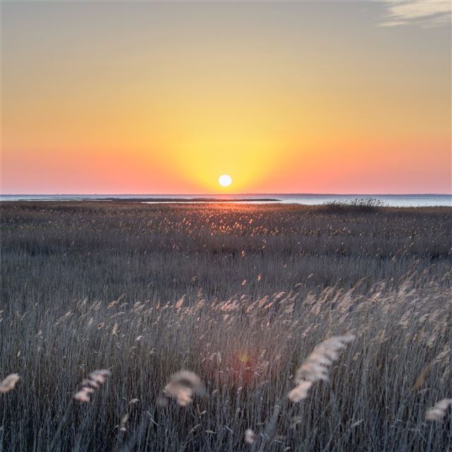 1024x1024 wheat field 5k - 4k iPad Wallpaper