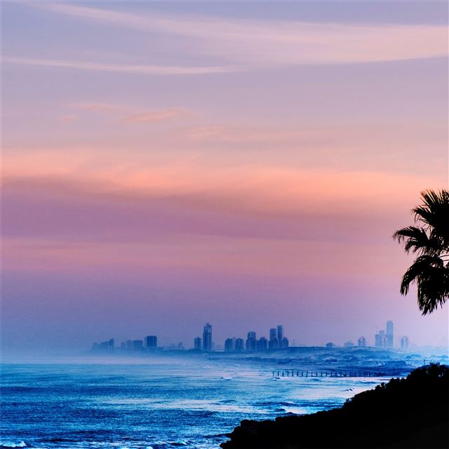 1024x1024 palm tree outdoors 4k - trees iPad Wallpaper