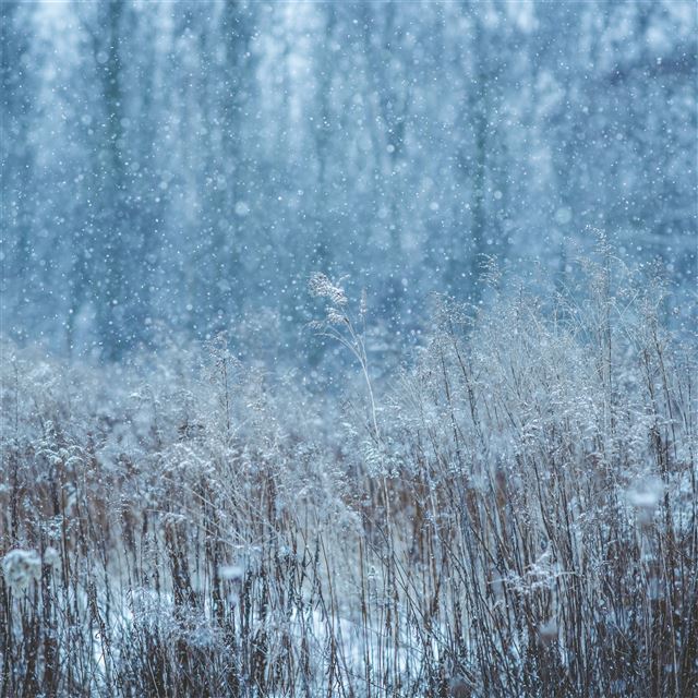 1024x1024 winter snow field 5k - 5k iPad Wallpaper