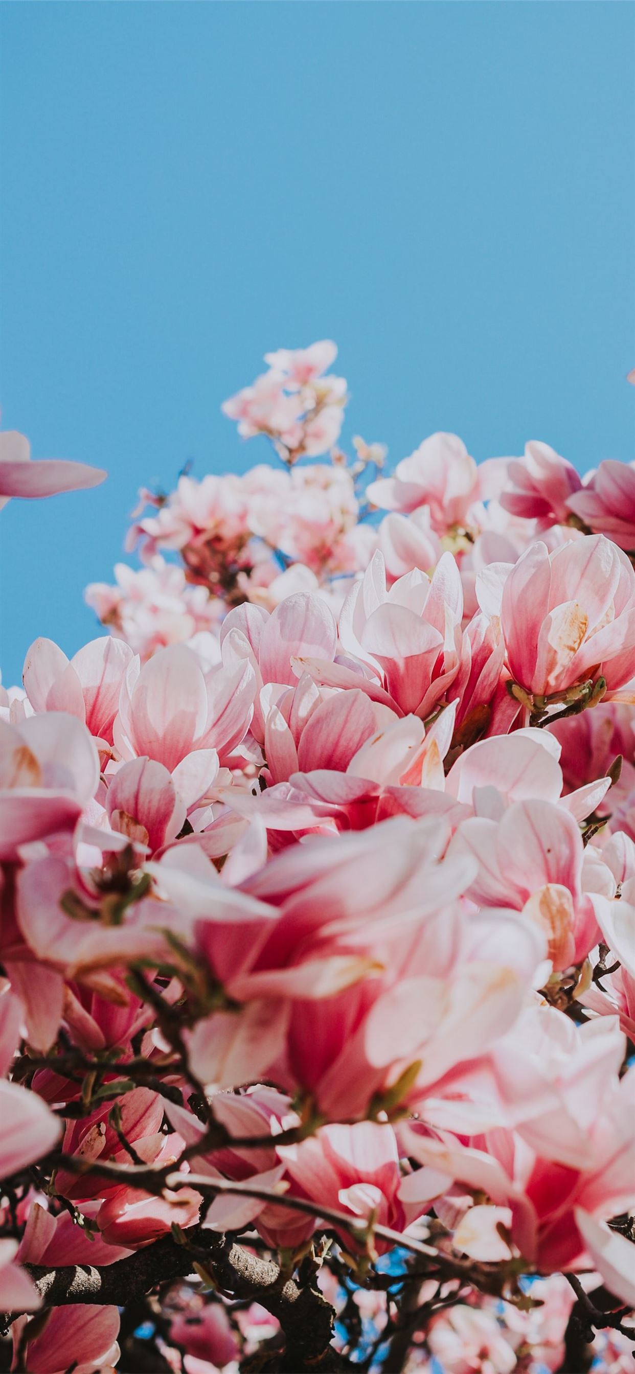 pink flowers under blue sky during daytime iPhone 11 Wallpapers Free  Download