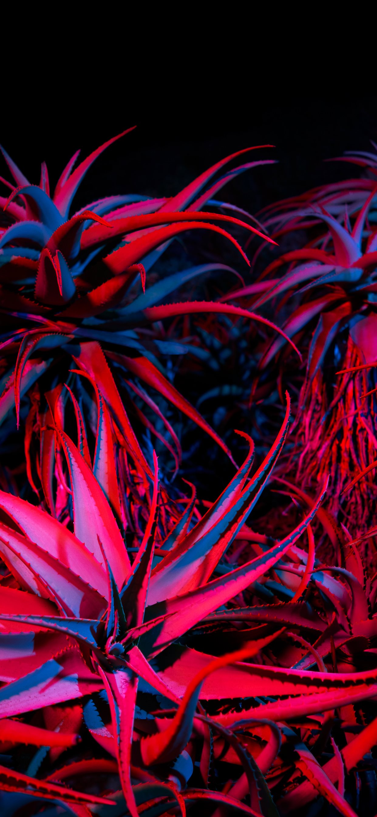 Big Sur Succulents by AR7 iPhone wallpaper 