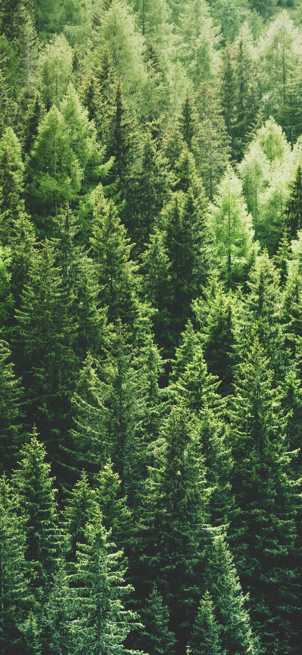 green pine trees in forrest iPhone 11 Wallpapers Free Download