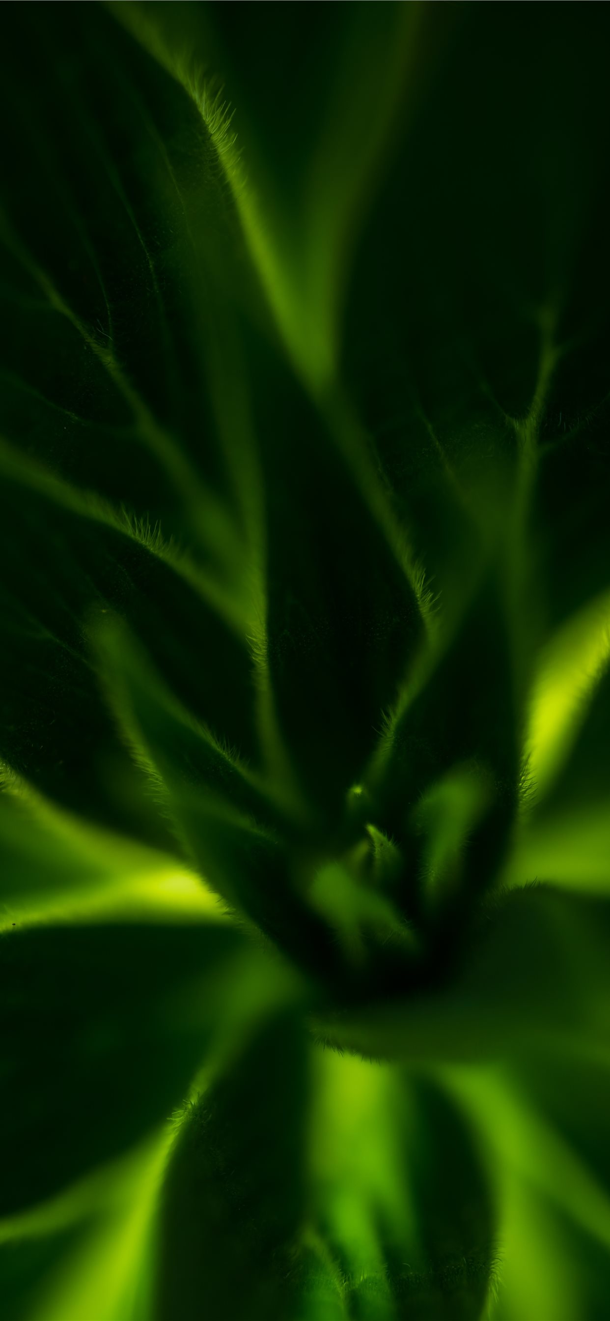 green plant iPhone 11 Wallpapers Free Download