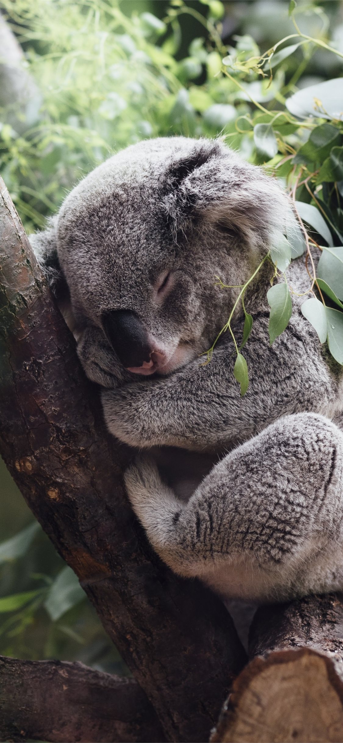 100 Koala Wallpapers  Wallpaperscom